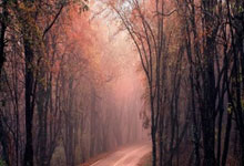 开云官网-欧洲网球队横扫日本网球队，阿尔卡拉斯打破历史纪录的简单介绍